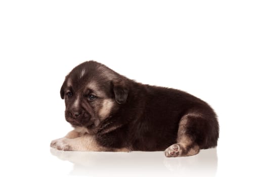 Cute puppy of 3 weeks old on a white background