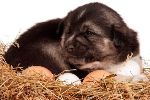 Cute puppy in a nest with eggs on a white background