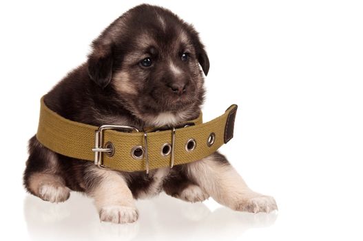 Cute puppy of 3 weeks old with big collar on a white background