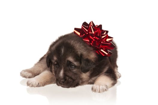 Cute puppy of 3 weeks old with red bow on a white background