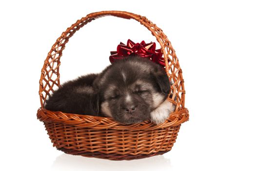 Cute puppy in a wicker basket on a white background