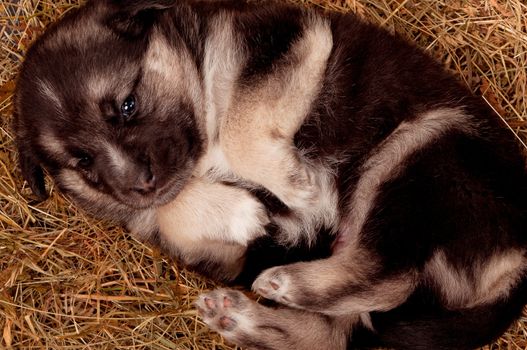 Cute puppy of 3 weeks old on straw