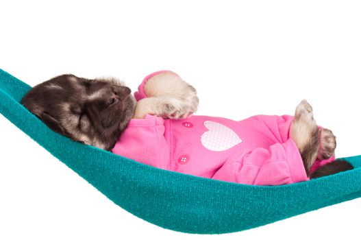 Cute sleeping puppy of 3 weeks old in a hammock on a white background