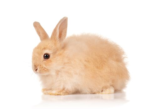 Portrait of adorable rabbit over white background