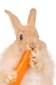 Portrait of adorable rabbit with carrot over white background