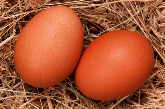 Fresh chicken eggs in the natural nest of hay