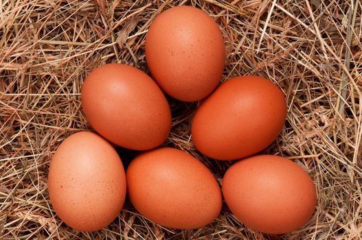 Fresh chicken eggs in the natural nest of hay