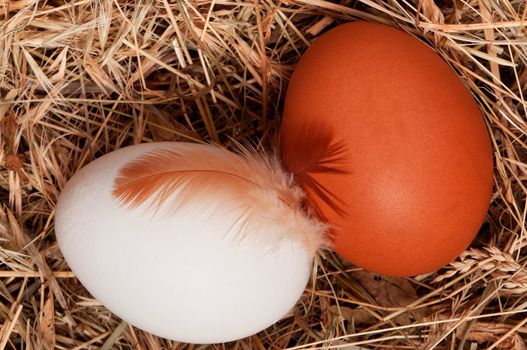 Fresh chicken eggs in the natural nest of hay