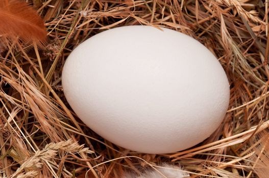 Fresh chicken egg in the natural nest of hay