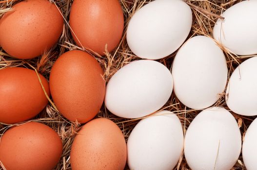 Fresh chicken eggs in the natural nest of hay