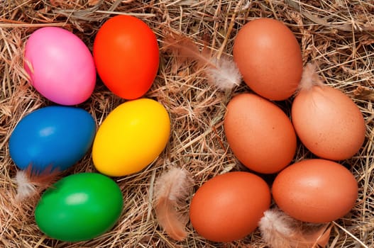 Fresh chicken eggs and Easter eggs in the natural nest of hay