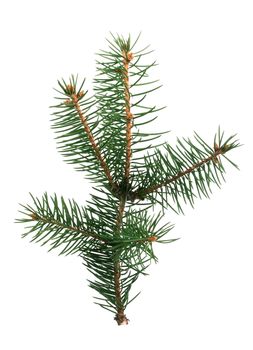 Little green fir branch isolated on white background