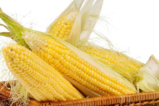 Fresh an ear of corn with green leaves on a white background