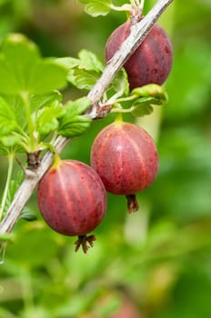 Some ripening gooseberries on the branch in a kitchen garden