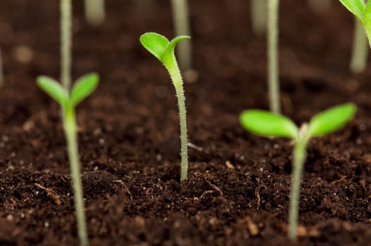 Close-up of green seedling growing out of soil