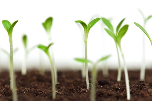 Close-up of green seedling growing out of soil