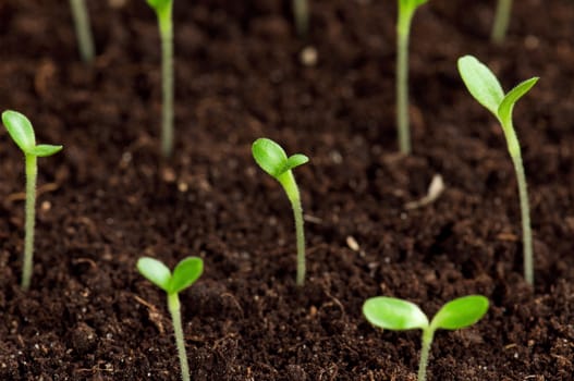 Close-up of green seedling growing out of soil