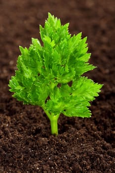 Close-up of green parsley growing out of soil