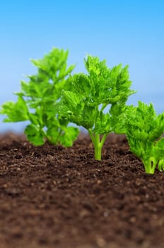 Close-up of green parsley growing out of soil