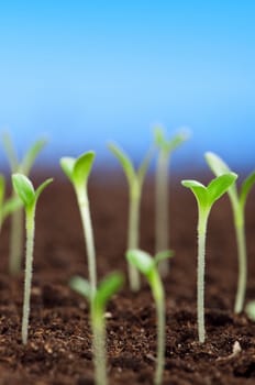 Close-up of green seedling growing out of soil