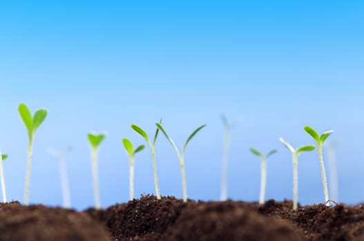 Close-up of green seedling growing out of soil