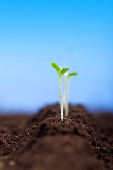 Close-up of green seedling growing out of soil