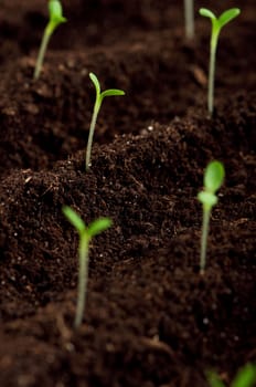 Close-up of green seedling growing out of soil