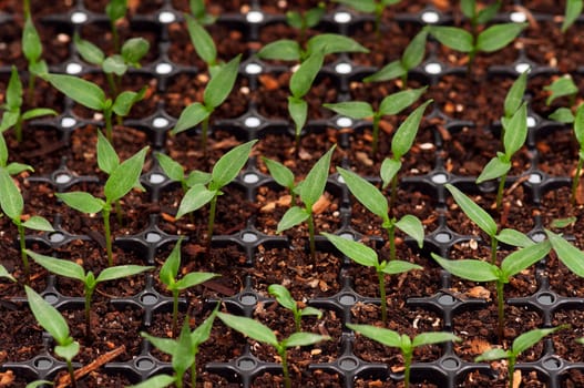 Close-up of green seedling growing out of soil