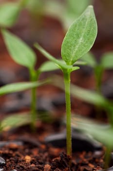 Close-up of green seedling growing out of soil