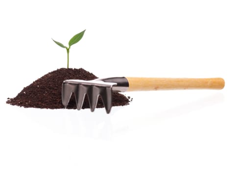 Close-up of green seedling growing out of soil isolated on white background