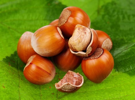 Group of ripe filberts with green leaf over white background