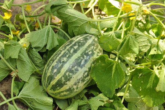 Baby watermelon in the garden.