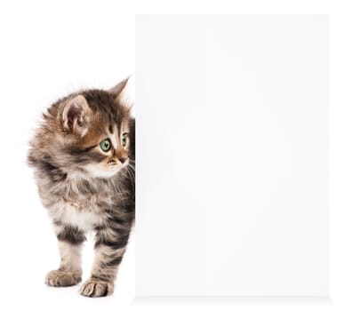 Pretty kitten peeking out of a blank sign, isolated on white background