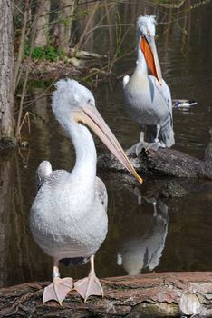 pelican