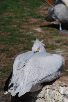 pelican