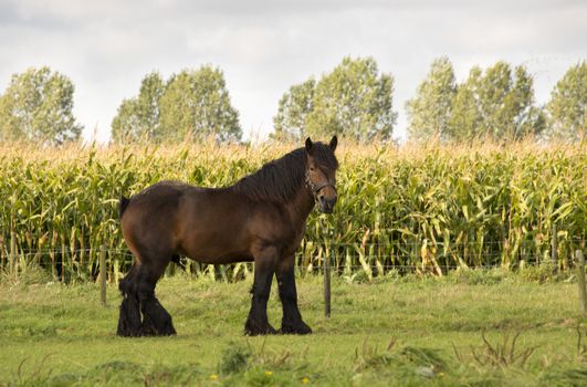 big brown horse on the grass and corn field behind