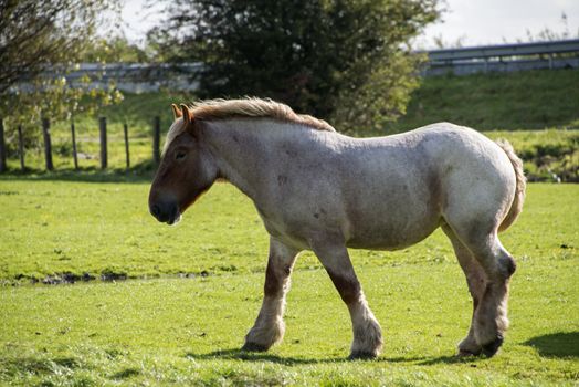 big horse on the green grass