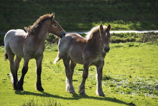 mother and young horse on green grass