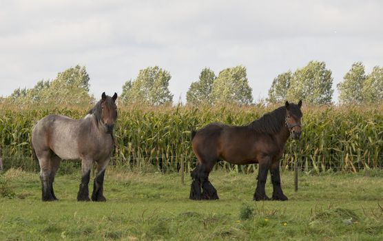 couple of belgium brown horses