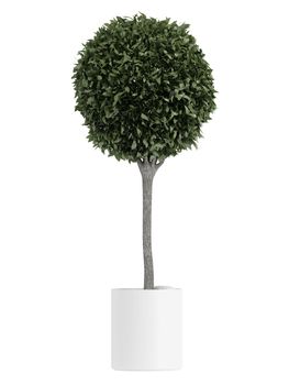 Myrtus, or myrtle, topiary tree carefully trimmed into a spherical crown in a container for use outdoors as a decorative garden element or indoors as a houseplant isolated on white