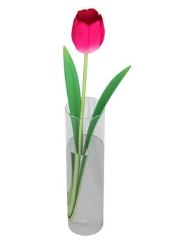 Single perfect pink cut tulip in a glass vase for indoor decoration isolated on white