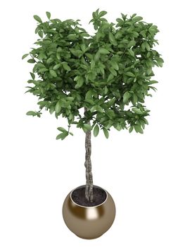 Pachira or money tree with a braided trunk growing in a container as a symbol of good fortune in the house or business isolated on white