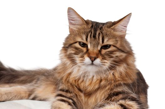 Portrait of pretty young cat over white background