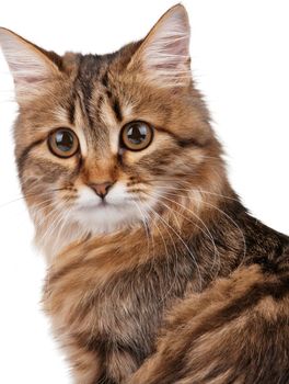 Portrait of pretty young cat over white background