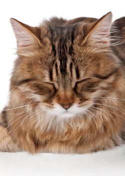 Portrait of pretty young cat over white background