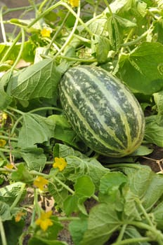 Baby watermelon in the garden.Watermelon