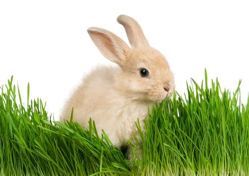 Portrait of adorable rabbit in green grass on white background