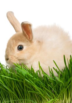 Portrait of adorable rabbit in green grass on white background