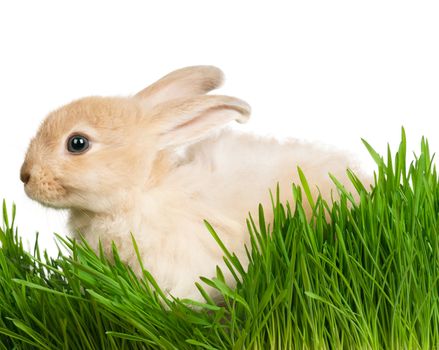 Portrait of adorable rabbit in green grass on white background