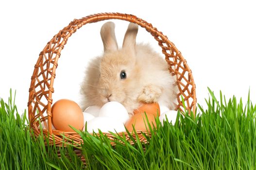 Adorable rabbit and basket with eggs in green grass on white background